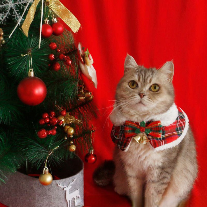 Cat Christmas Cloak Pet New Ye - Winter Clothing For Dogs ulasan dan harga